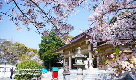 福岡市の西公園にある光雲神社の本殿です。中央、本殿手前に狛犬、石灯籠があります。上部および右側は満開の桜です。
