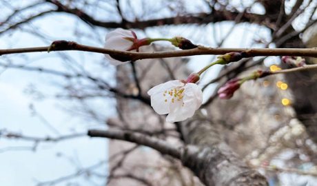 西公園の参道の開花したばかりの桜です