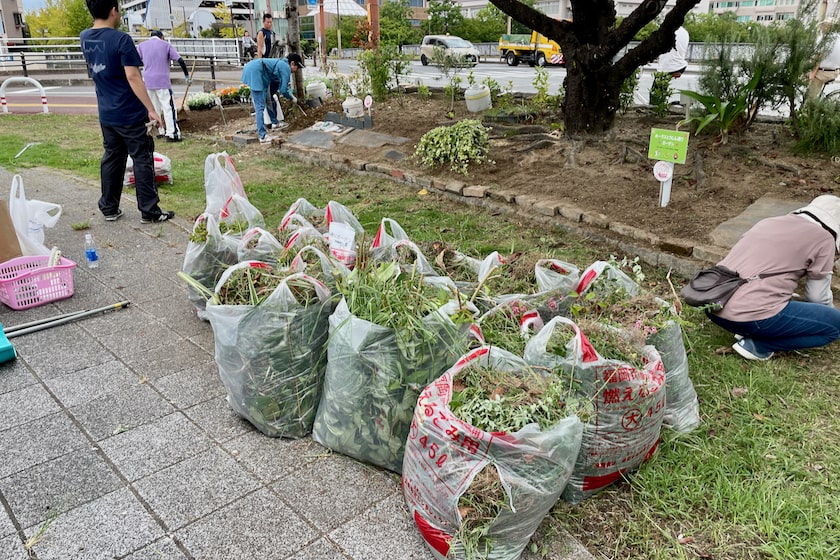 雑草がいっぱいに入ったゴミ袋が10袋以上置かれています