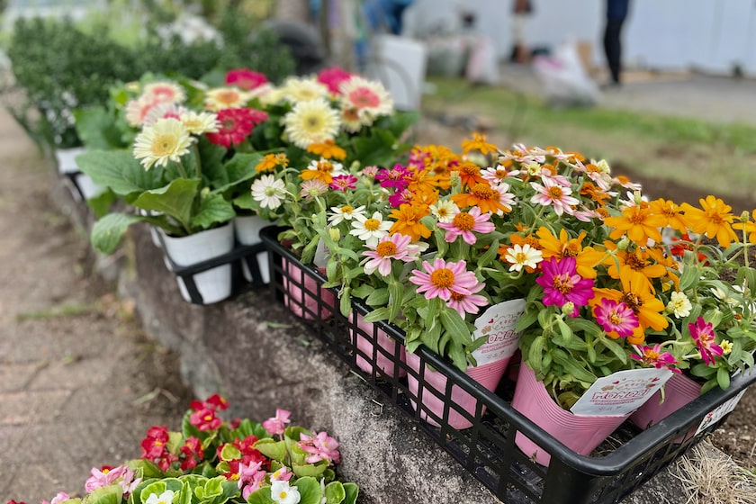 ホークスとうじん通りガーデンに今回新しく植えるお花です