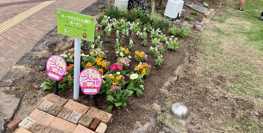 新しいお花が植えられたホークスとうじん通りガーデンです