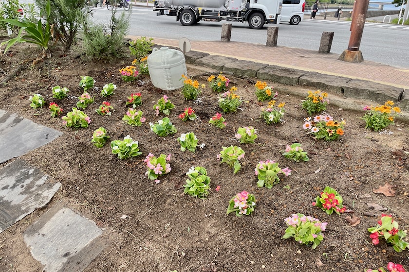 新しいお花が植えられたホークスとうじん通りガーデンです