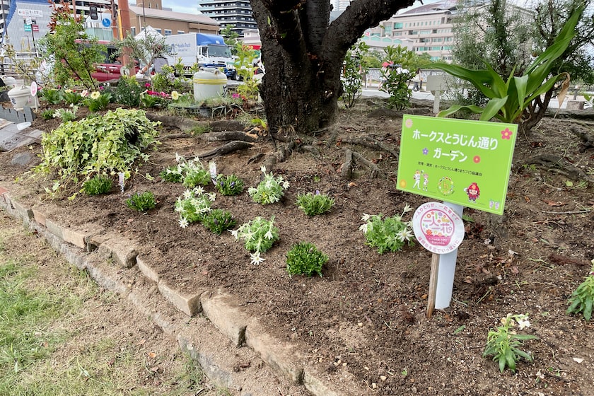 新しいお花が植えられたホークスとうじん通りガーデンです