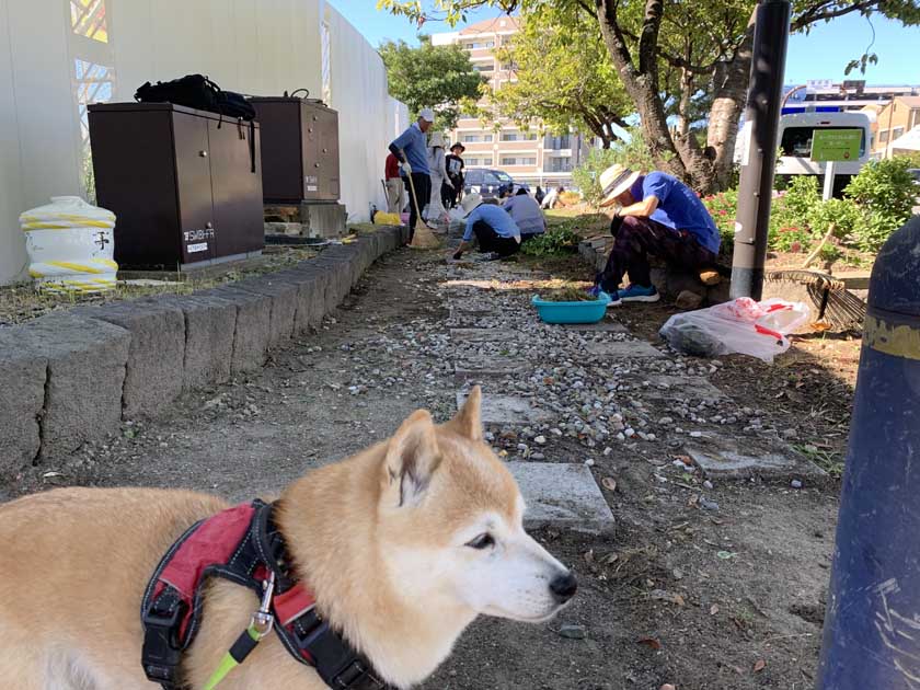 地域のみなさんが、ホークスとうじん通りガーデンの草刈りしています。手前にわんちゃんがうつっています。