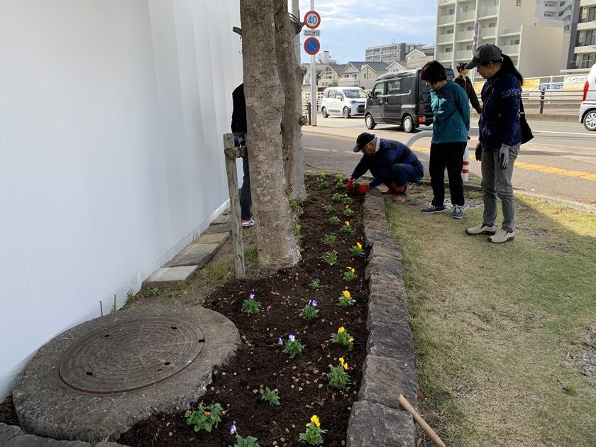 ホークスとうじん通りガーデンを地域のみなさんで花植えをしているところです