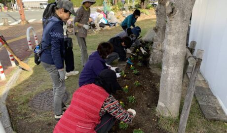 ホークスとうじん通りガーデンを地域のみなさんで花植えをしているところです