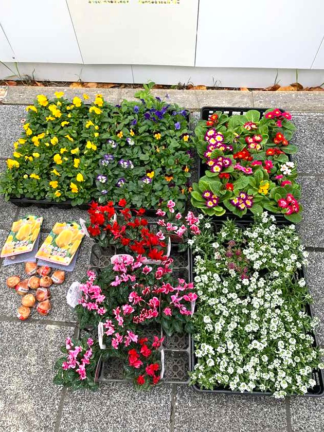 ホークスとうじん通りガーデンに今回新しく植えるお花です