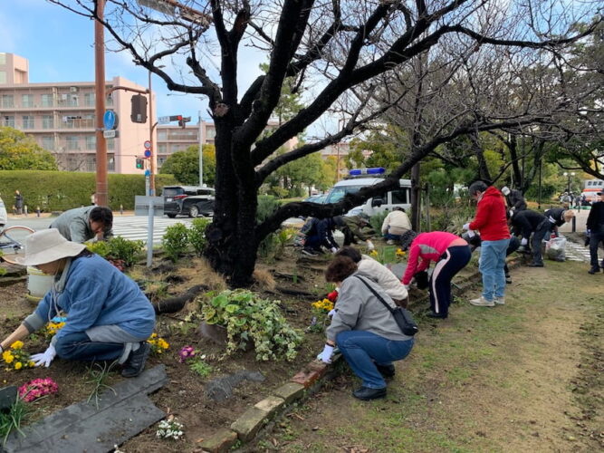 ホークスとうじん通りガーデンを地域のみなさんで花植えをしているところです