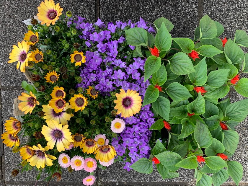 ホークスとうじん通りガーデンで新しく植えるお花です