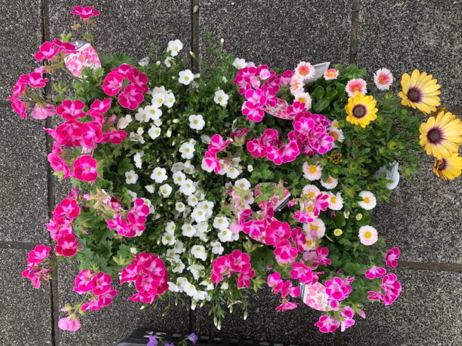 ホークスとうじん通りガーデンで新しく植えるお花です